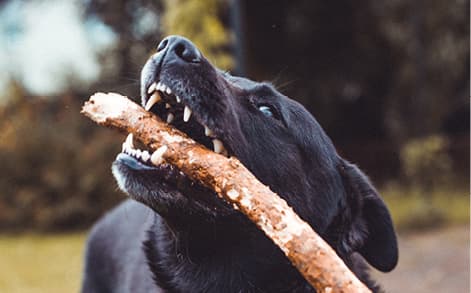 Black labrador chewing on a stick