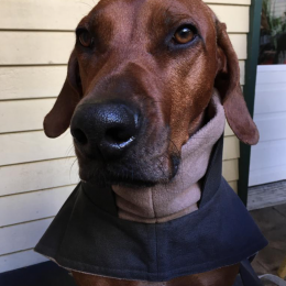 Lilly (Dog Coat Brooklyn Graphite)