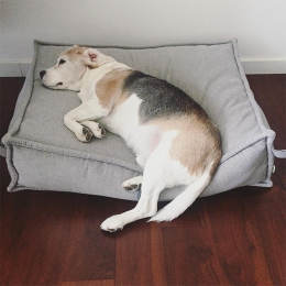 Julio (Dog Bed Cozy Light Grey)