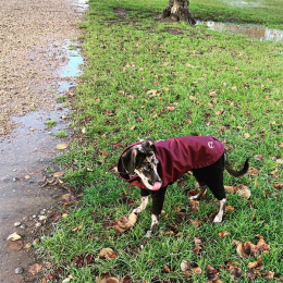 Merlin (Dog Raincoat London Boardeaux)