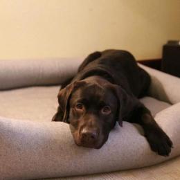 Oskar (Dog Bed Sleepy Deluxe Tweed Grey)