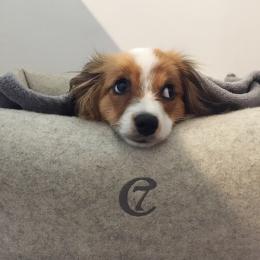 Sammy (Dog Bed Little Nap Felt Nature)