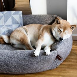 Sanna (Dog Bed Sleepy Deluxe Teddy)