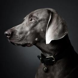 William (Dog Collar Tiergarten)