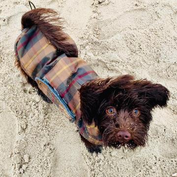 Lucy (Dog Coat Brooklyn Waxed Tartan)