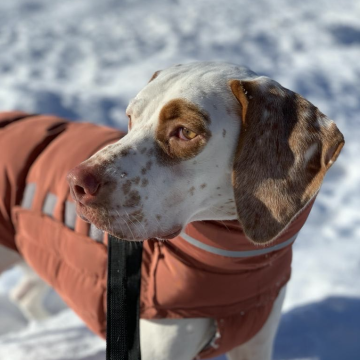 Bella (Dog Coat Alaska Amber)