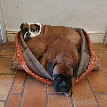 Die-Da & Knoedel (Dog Basket Hideaway Herringbone Brown)