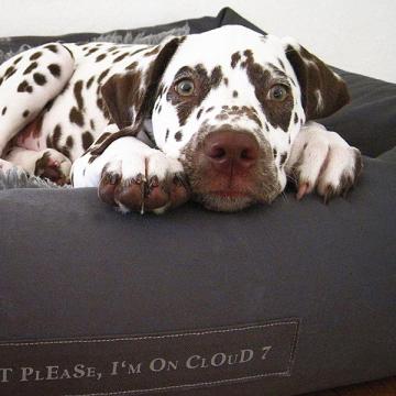 Lilly (Dog Bed Sleepy Graphite)