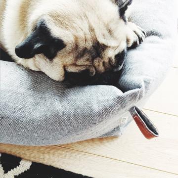 Lola (Hundebett Sleepy Deluxe Tweed Grey)