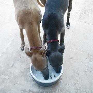 Lulu & Tillie (Dog Bowl Jamie Blue)
