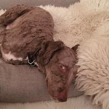Pedro (Dog Bed Sleepy Deluxe Tweed Grey)