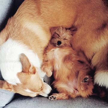 Stella & Misha (Dog Bed Sleepy Deluxe Tweed Grey)