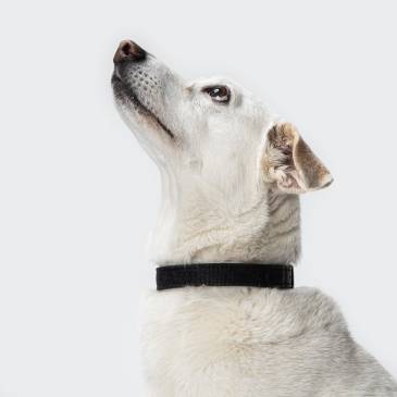Schwarzes Hundehalsband aus Stoff an weißem Mischling