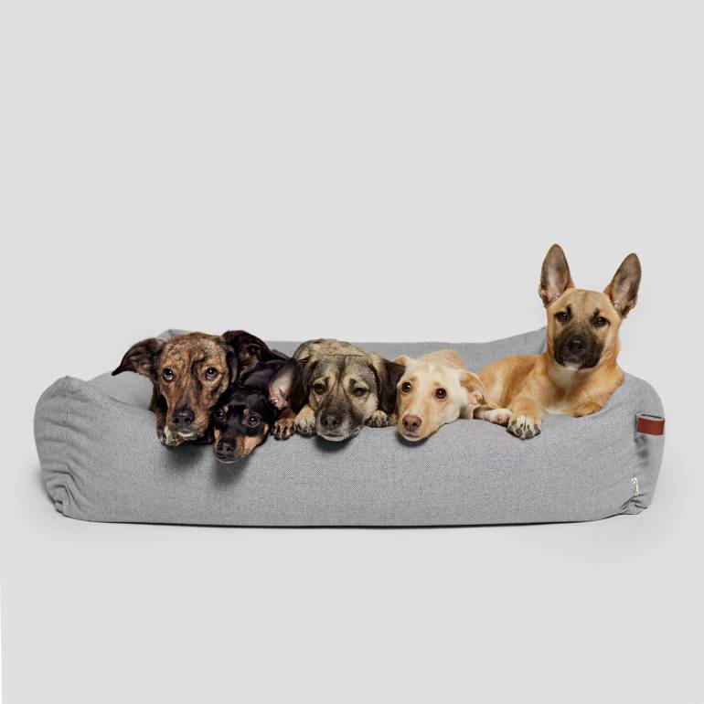 Vier Hunde in einem hellgrauen Hundebett mit Umrandung legen ihren Kopf auf den Rand