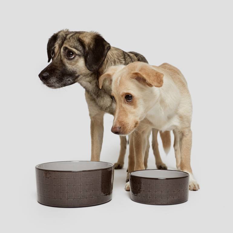 Hundenapf Fressnapf Ferran Mocca aus Keramik Hund