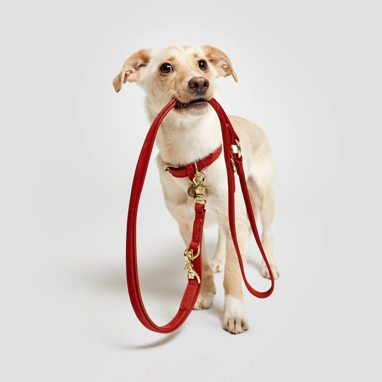Weißer Mischling hält Hundeleine aus rotem Leder im Maul und trägt dazu passendes Halsband