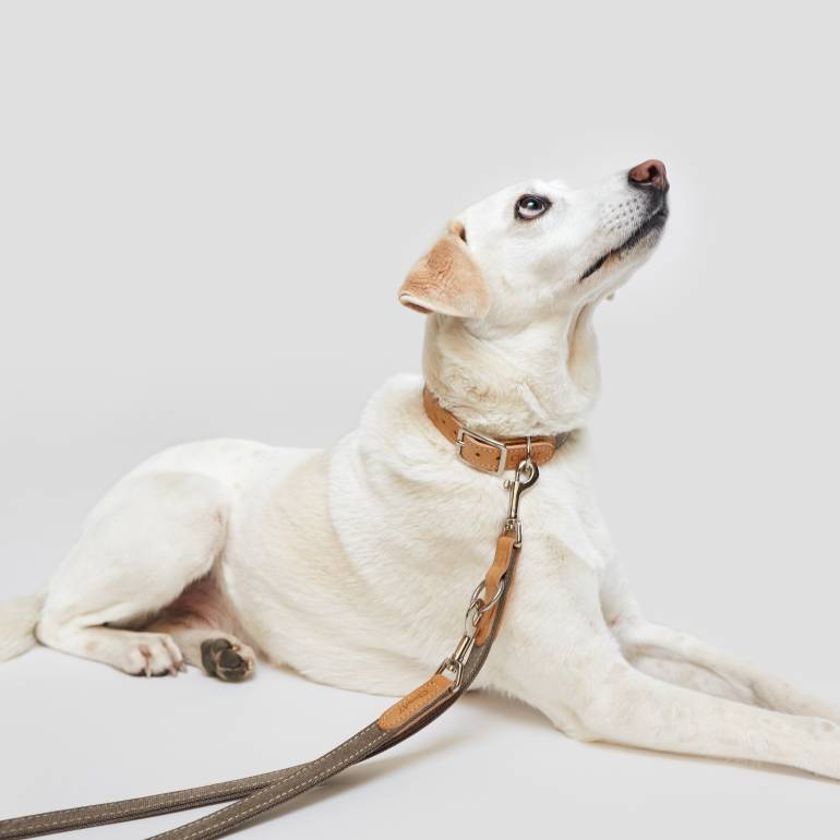 Heller Mischlingshund mit grauer Cloud7 Hundeleine Tivoli aus einem Canvas Leder Textil Mix und passendem Halsband