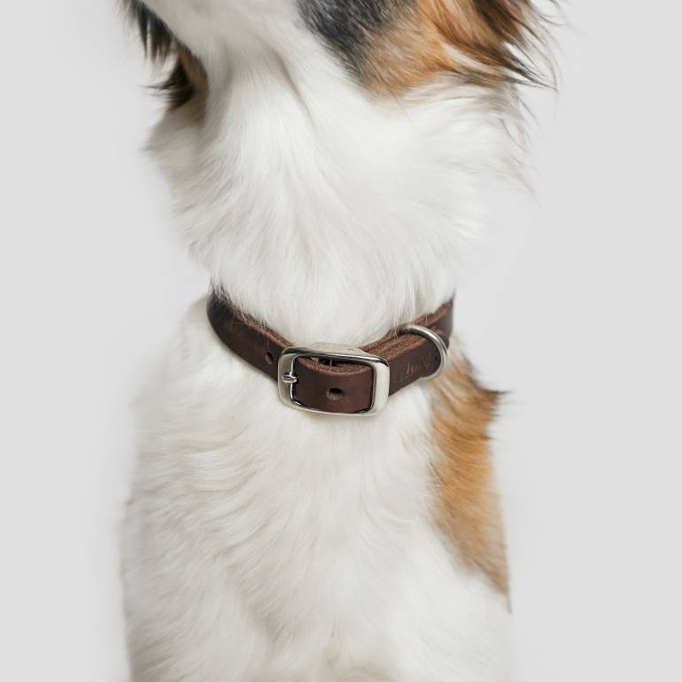 Hund mit langem Fell trägt dunkelbraunes Lederhalsband mit silberner Schnalle