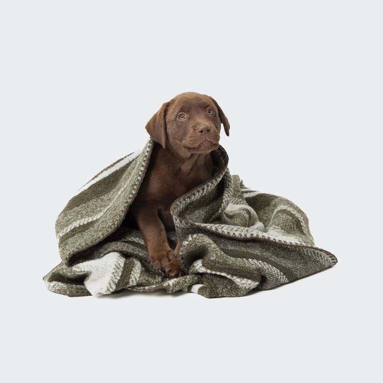 Dog Blanket Evergreen