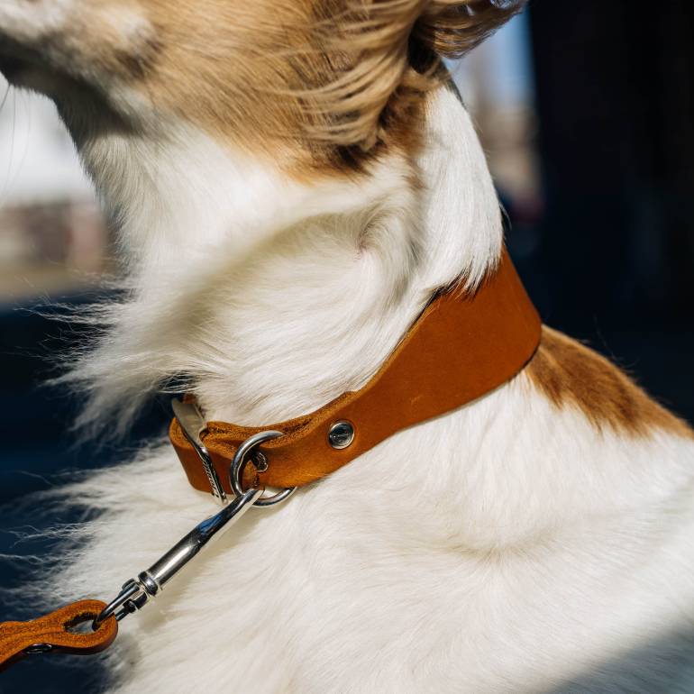 Sighthound Dog Collar Regent Park Camel Silver