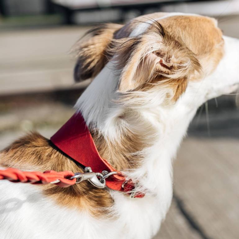 Sighthound Dog Collar Regent Park Merlot Silver