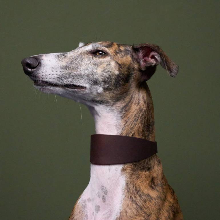 Sighthound Dog Collar Regent Park Saddle Brown Silver
