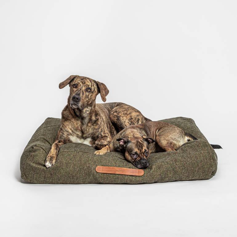 2 soft dog beds in olive