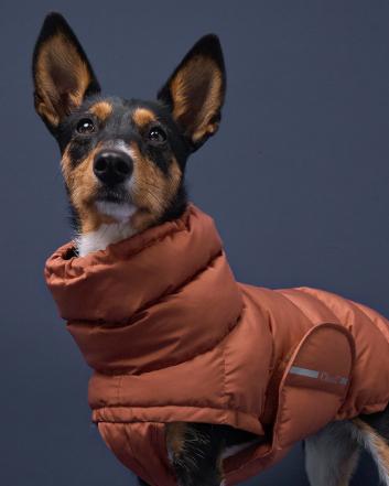 Dog with winter coat