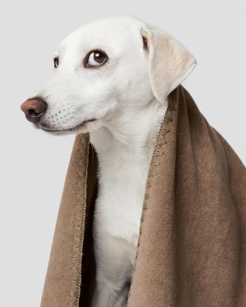 Cloud7 Dog Blanket Soft Fleece Dusty Green