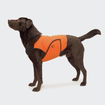 Dog Cooling Vest on Dog