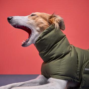 Dog Winter Coats