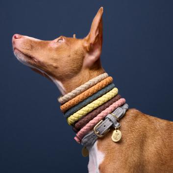 Dog Collar & Leashes