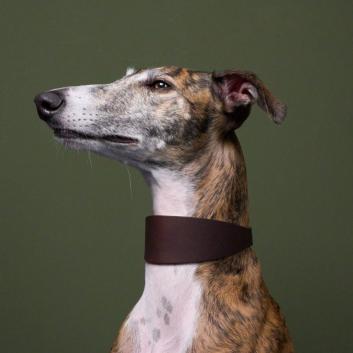Everything for Sighthounds