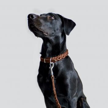 Hund schwarz mit brauner Hundeleine und Halsband