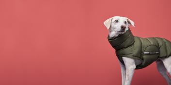 Sustainable Dog Products of Eco Puffer | Cloud7