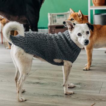 Dog Coats & Sweaters