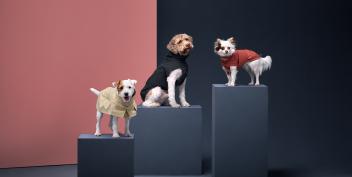 Drei Hunde mit Cloud7 Hunderegenmänteln