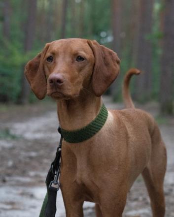 Hund mit Halsband und Leine im Wald 