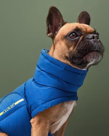 Französische Bulldogge in einem Cloud7 Hunderegenmantel London FR. BULLDOGGE Slate