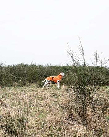 hund mit regenamantel dublin orange auf wiese