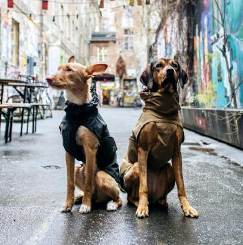 Zwei Hunde in Dublin Hundemantel von Cloud7
