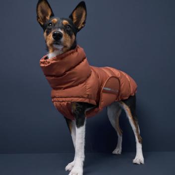 Dog Winter Coats