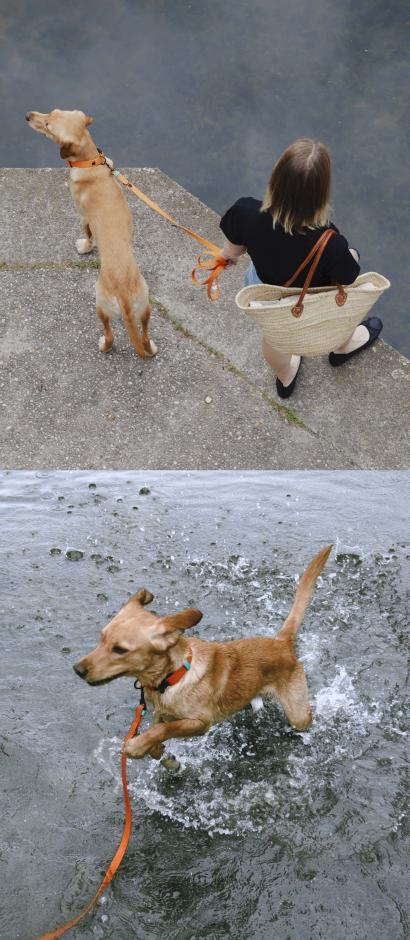 Dog in lake wearing a waterproof collar and leash