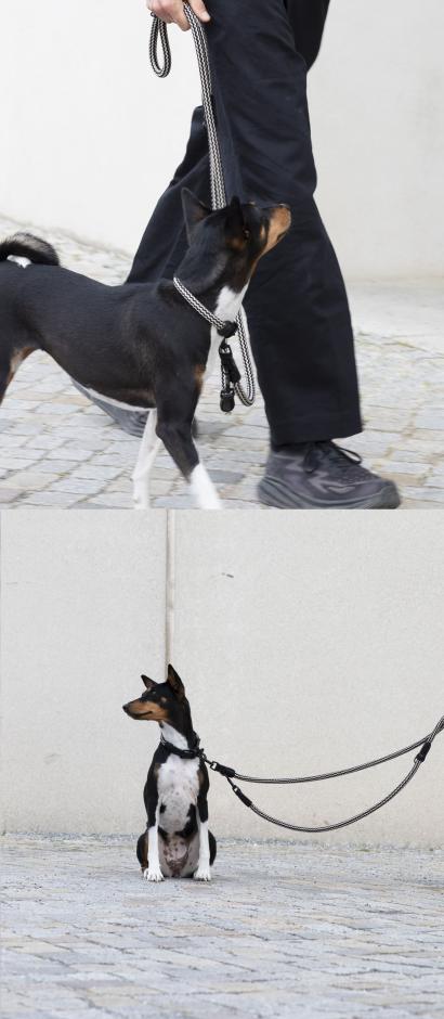 Hund mit Hundehalsband und Hundeleine