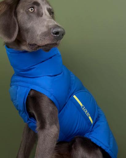 Dog with blue Coat Alaska Cloud7