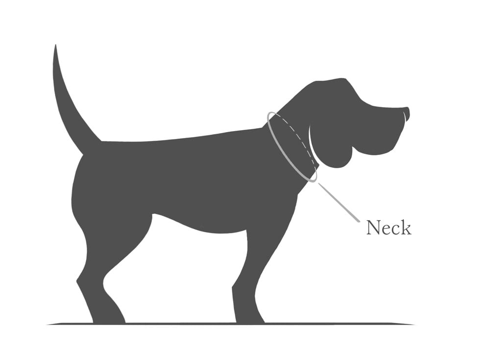 how to find the right fit for a dog collar